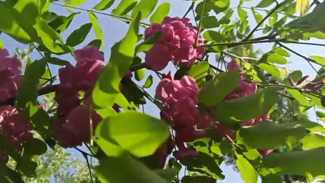 Резултати от Аблактация при Розова Псевдоакация Робиня или Салкъм. :) смотреть онлайн