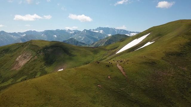 ЖИВОТНЫЙ МИР КАВКАЗА: ХИЩНЫЕ ПТИЦЫ