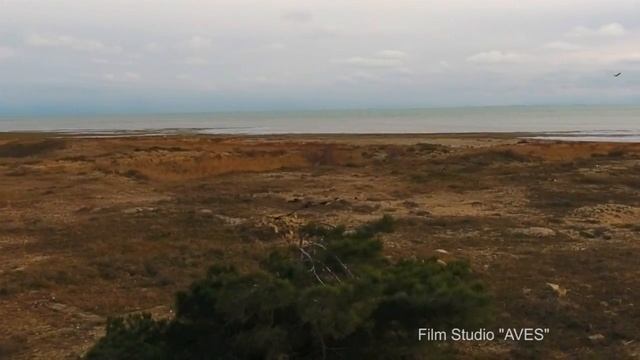 Как кричит канюк-курганник (Buteo rufinus)? | Film Studio Aves смотреть онлайн