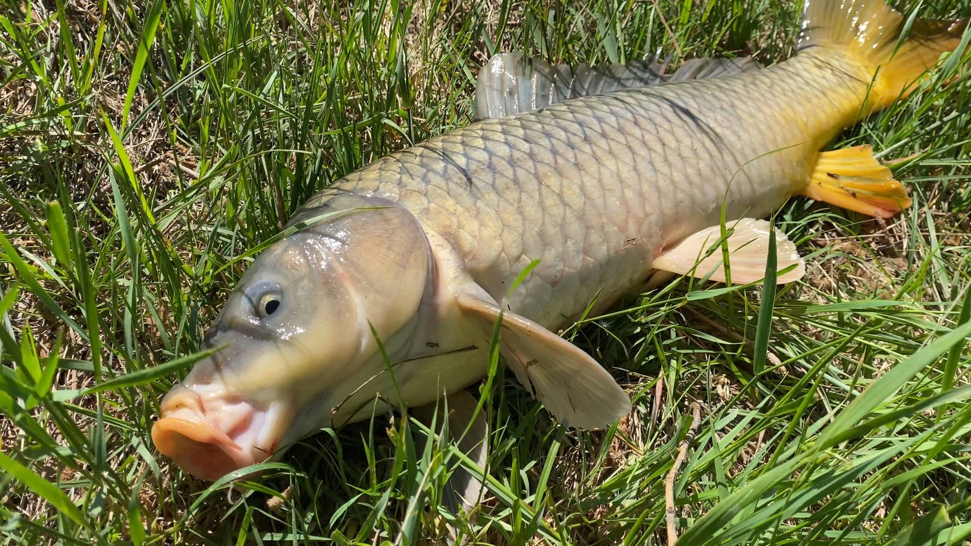 НАЛОВИЛ САЗАНОВ НА ЖМЫХ И ЗАКАТАЛ ИХ В БАНКИ. РЫБНЫЕ КОНСЕРВЫ НА АВТОКЛАВЕ. смотреть онлайн