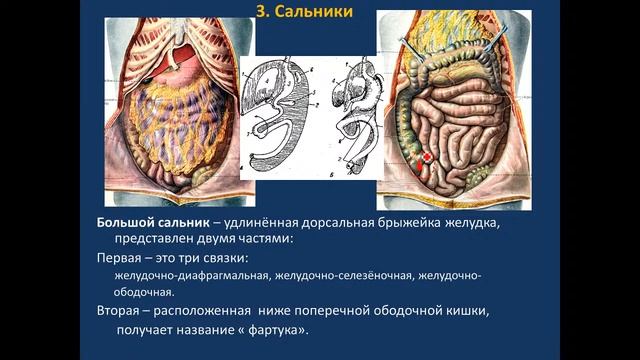 Анатомия брюшины 12.02.21 - 14:15 смотреть онлайн