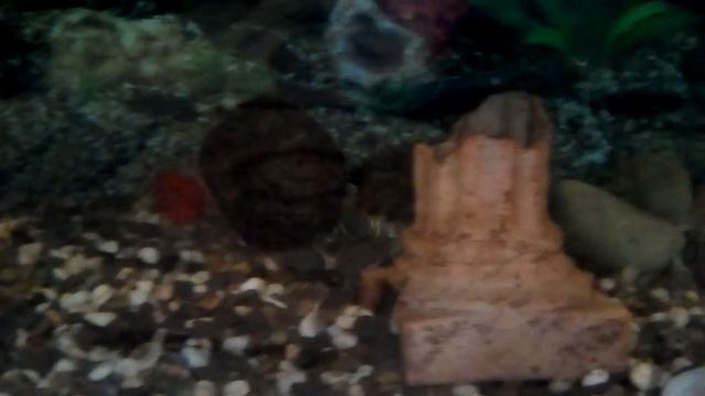 Спаривание красноухих черепах. Половой орган самца смотреть онлайн