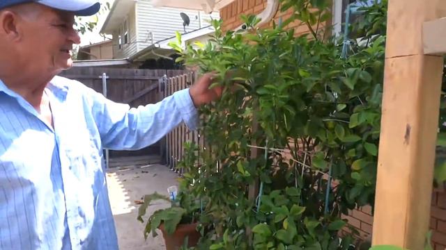 лимон в вазоне смотреть онлайн