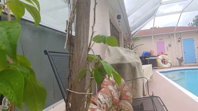 Bougainvillea Re-braid update, part A 9-14-20 смотреть онлайн