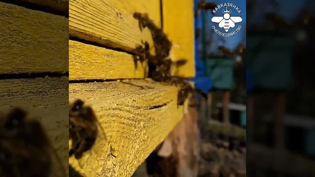 Обзор прибрежной пасеки Пчелохозяйства Кавказянка. Село Бестужевское. Адлер, Сочи. смотреть онлайн