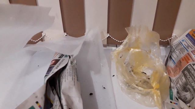 Ура ! У меня появился новый сорт орхидеи. смотреть онлайн