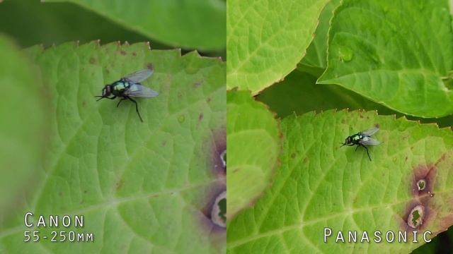 Panasonic HMC151 VS Canon 600d Outdoor Test смотреть онлайн