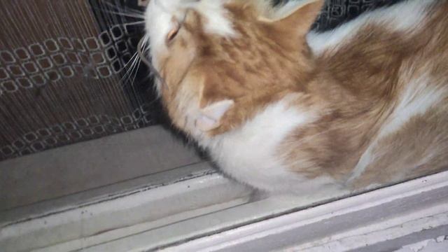 Как поймать мышь Кот ловит мышь смотреть онлайн