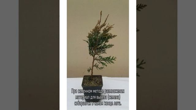 Туя складчатая: описание, сорта, посадка и уход смотреть онлайн