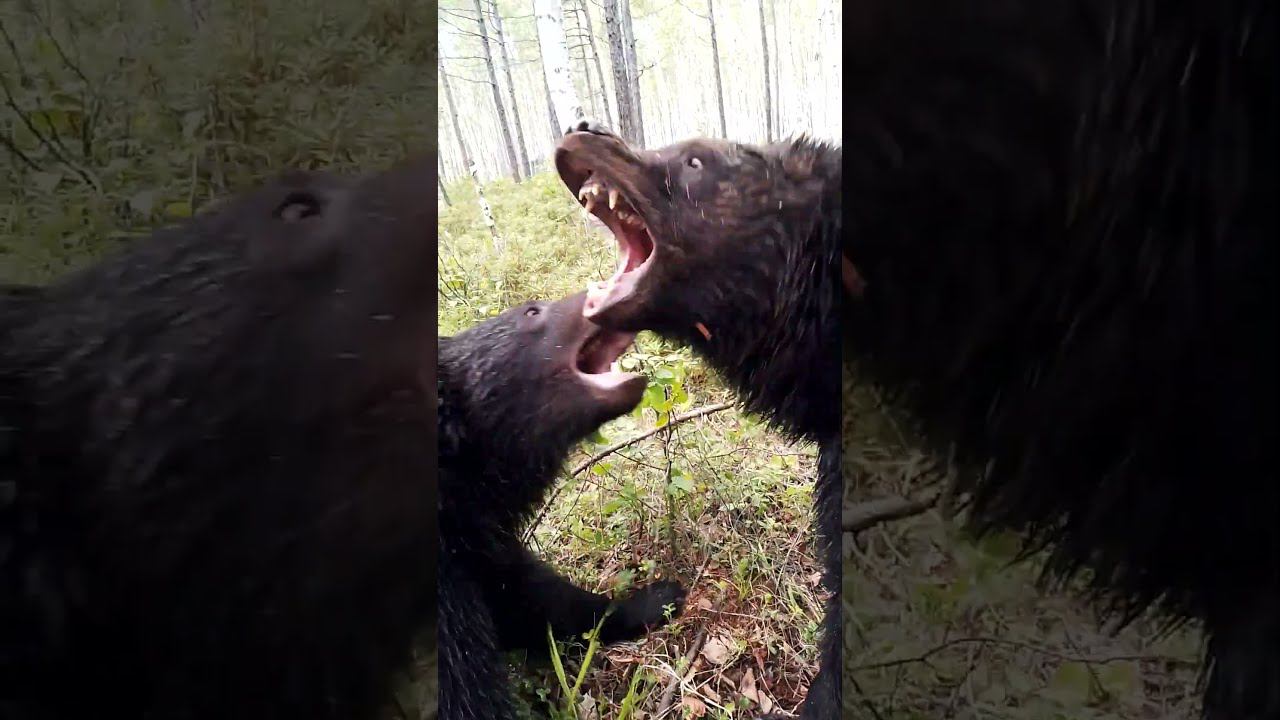 Медвежата выёживаются друг перед другом. #bear смотреть онлайн