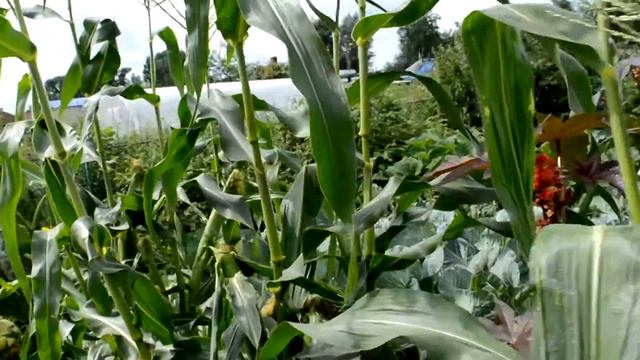 кукуруза смотреть онлайн