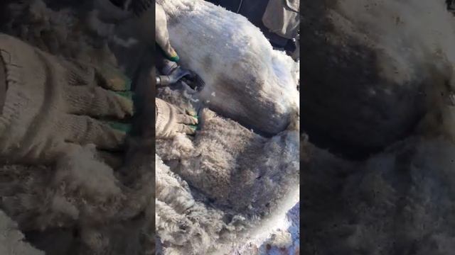 Стрижка овец машинкой смотреть онлайн