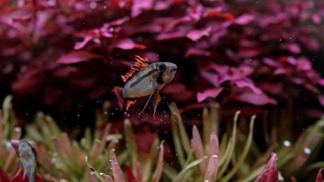 DUTCH AQUARIUM Setup - Step By Step Planted Aquarium