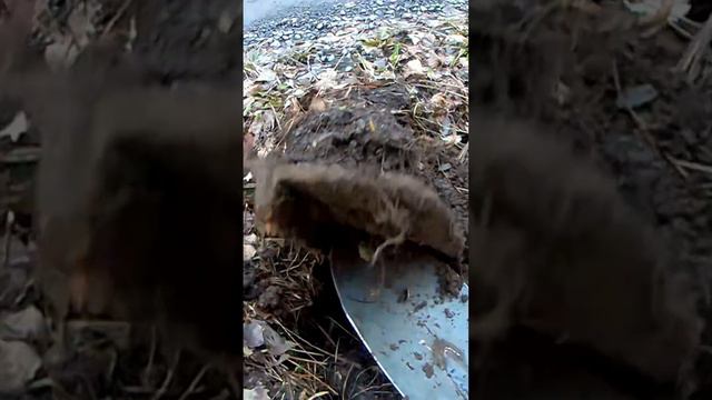 Вот вам и бонус! смотреть онлайн