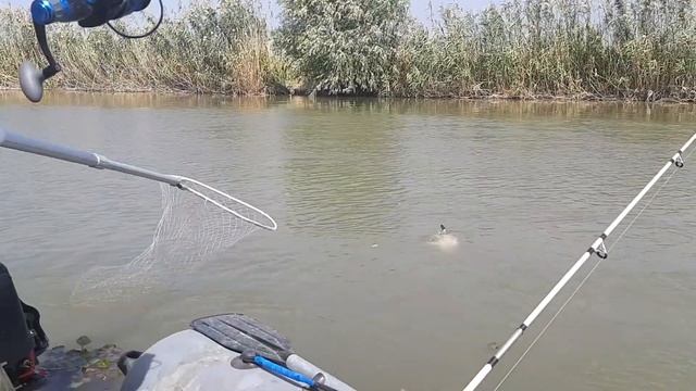 бешенный клев сазана смотреть онлайн