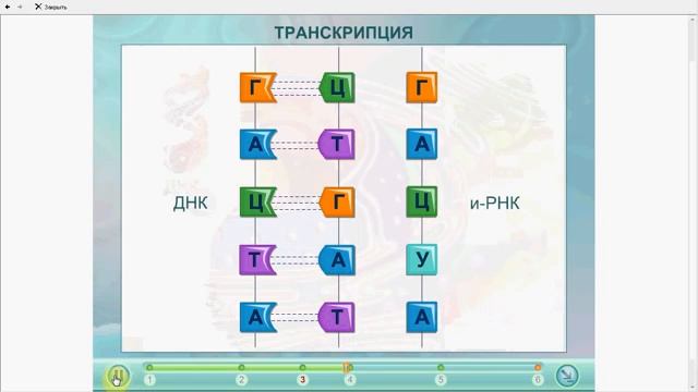 Транскрипция Биосинтез белка YouTube 360p смотреть онлайн