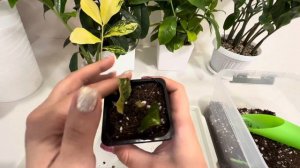 Вырастила вариегатный замиокулькас из листа / замиокулькас big yellow / #заикуль￼кас