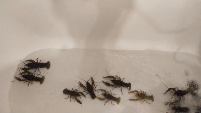 раки как живут ванной? смотреть онлайн