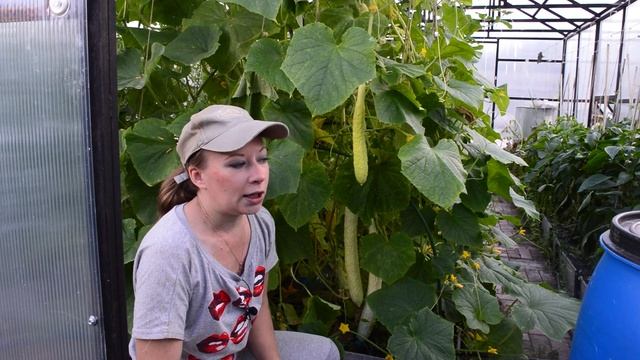 Белые китайские огурцы! Эти огурцы всем по нраву! Огурцы выращивание, китайские огурцы, белые огурц смотреть онлайн