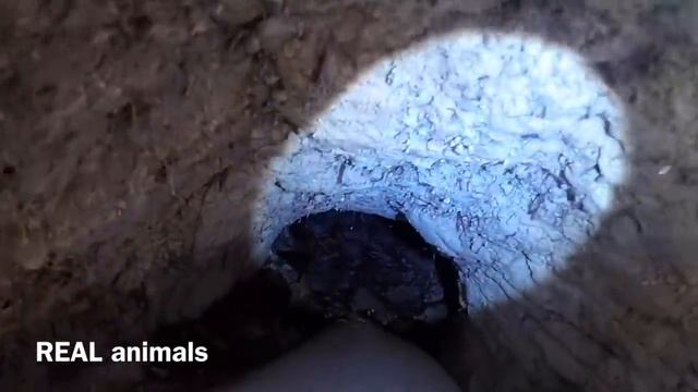 Барсук. Городище или НОРА барсуков. Часть 1 / REAL animals смотреть онлайн