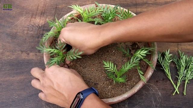 Super Easy Method To Grow Marigold Plant From Cuttings | Tagetes Erecta Propagation смотреть онлайн