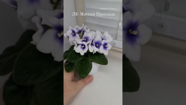 Фиалка ЛЕ-Мятная Прохлада смотреть онлайн