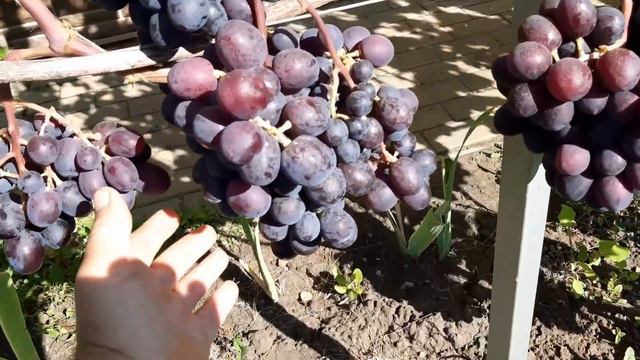 Подарок Несветая. 17 августа 2020. смотреть онлайн