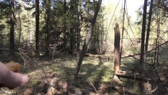 Первые весенние грибы 2021 года. Открытие грибного сезона! смотреть онлайн