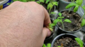 Подкормка рассады удобрением 13-40-13 через неделю после подкормки дрожжами.