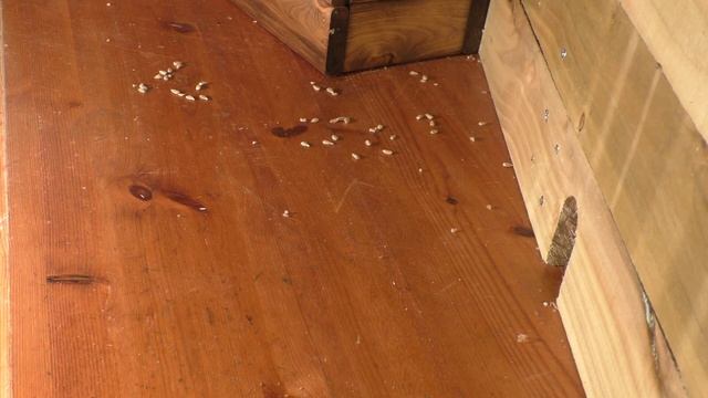 猫が見るテレビ ? 猫が喜ぶ映像 ? マウスと鳥 ⭐ 八時間 ⭐ смотреть онлайн