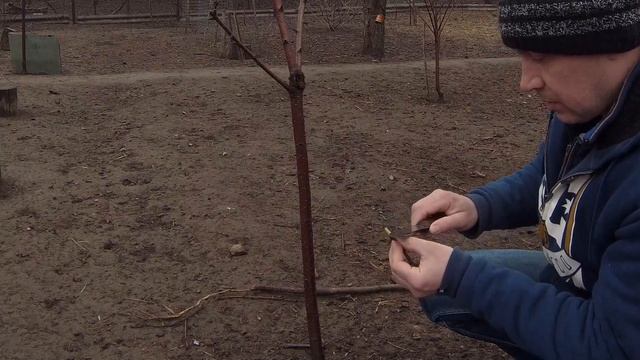 КАК привить ЧЕРЕШНЮ под кору своим руками смотреть онлайн