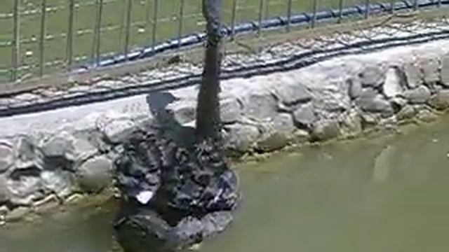 Влюблённый лебедь смотреть онлайн