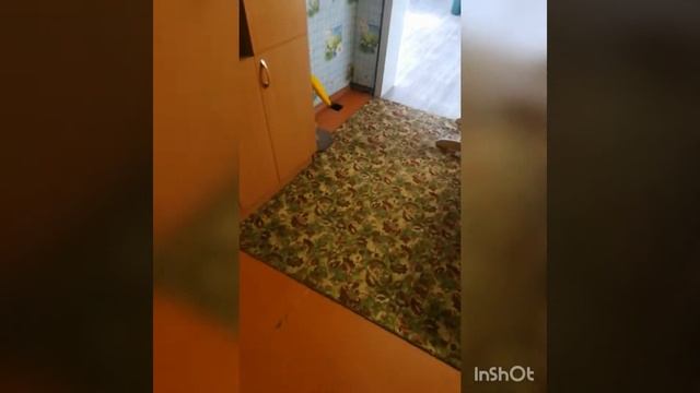 Купить квартиру в Барнауле| Купить новостройку| Династия24, Барнаул смотреть онлайн