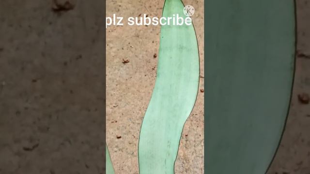 Sansevieria plant/ beautiful indoor plant/ snake plant Moonlight смотреть онлайн