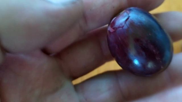 22 формы винограда на 23 августа. смотреть онлайн