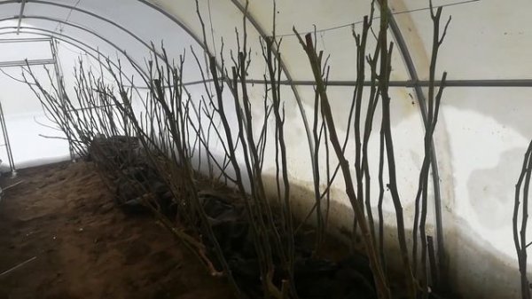 зимовка инжира 4.12.23