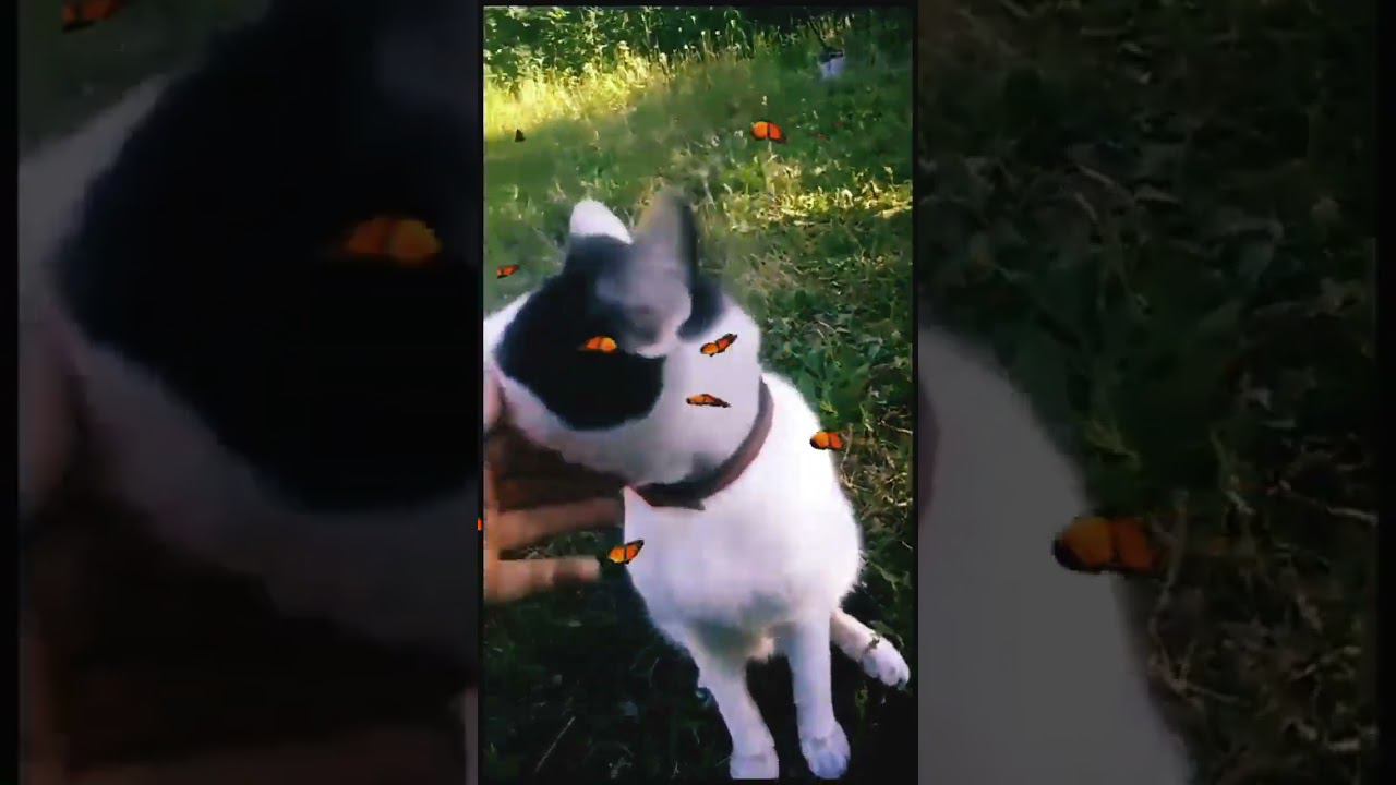 Котик мой родной на даче отдыхает. Марсик кайфует #милота #cat #питомцы #кошка #кот #лето2023 #дача смотреть онлайн