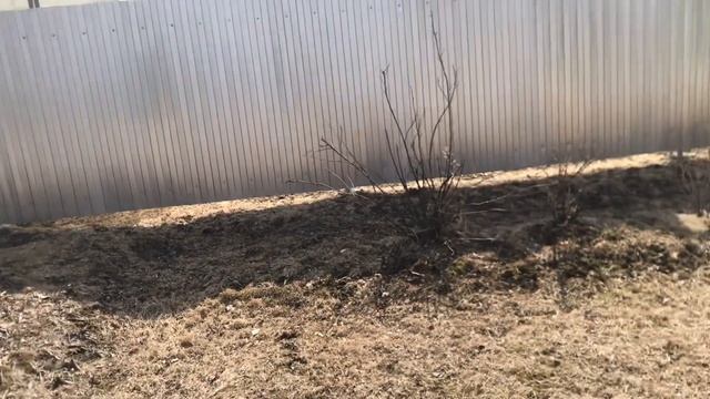 Дача. Подготовка к сезону! Планы на будушее! Порядок на участке! Подиум бассейна, крыльцо бани. смотреть онлайн