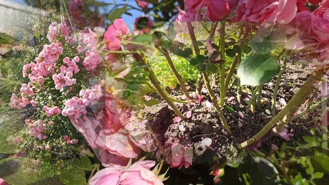 Rose Pomponella Kordes 2005 #rose #2023 как ❓укротить Строптивую Розу ?-все просто ?КУСТОДЕРЖАТЕЛЬ смотреть онлайн