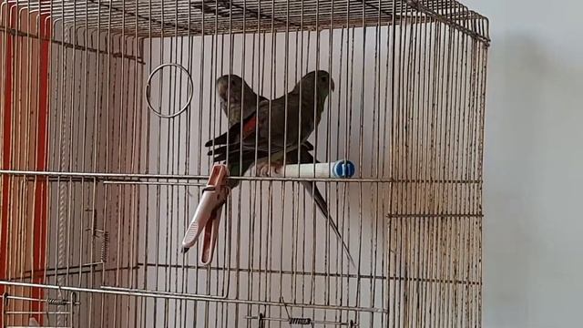 певчие попугаи. привыкают к новому дому. купила зеленых певчих попугаев смотреть онлайн