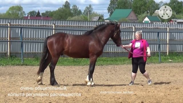 Молодой чистопородный Владимирский жеребец на продажу смотреть онлайн