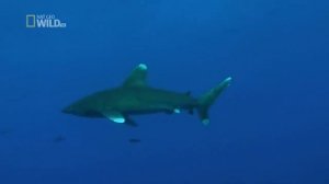 Акулы в Шарм Эль Шейхе - Нападение акул в Шарм Эль Шейхе