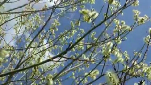 Яна і я. Любанский СхПЛ смотреть онлайн