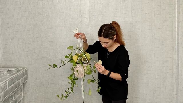 пересадка растений. размножение эпипремнума #plants #растения #пересадка #эпипремеум #epipremnum