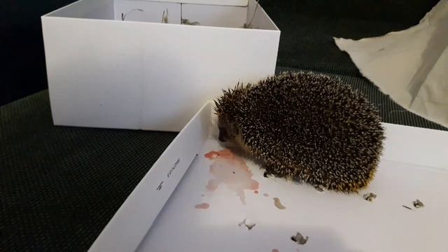 Нашли ежа, что делать? Ёжик внезапно вышел из спячки. смотреть онлайн