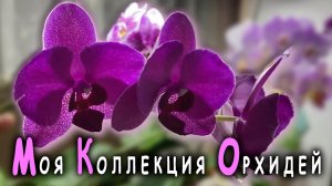 Моя коллекция орхидей. Обзор фаленопсисов

#орхидеи #фаленопсис #орхидеиуход