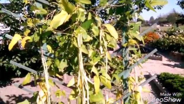 Китайская фасоль радует урожаем смотреть онлайн