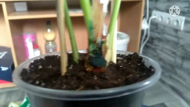 спасение антуриума (гнилая шея) смотреть онлайн