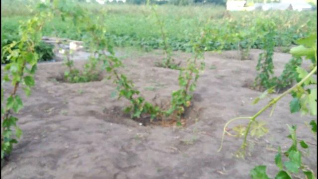 Результаты обработки винограда против милдью, сравнение различных средств смотреть онлайн