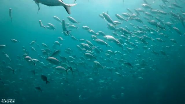 Underwater World 4K ULTRA HD – Marine Life, Sea Animals And Coral Reef With Ocean Sounds